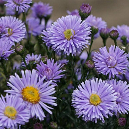 Астра новобельгийская Глуар де Кронштадт