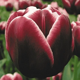 Тюльпан триумф Alexander Pushkin