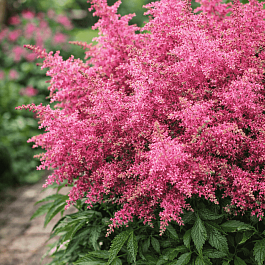 Астильба гибридная Raspberry Cake