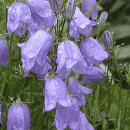 Колокольчик круглолистный Olympica