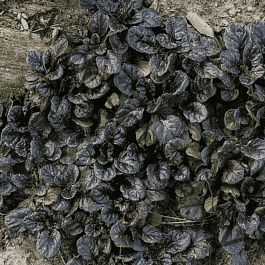 Живучка ползучая Black Scallop