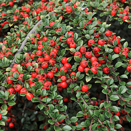 Кизильник гибридный Корал Бьюти Кизильник гибридный Корал Бьюти