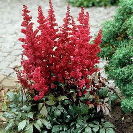 Астильба Арендса Спартан