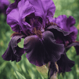 Ирис германский Sable Night