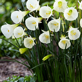 Нарцисс брандушковидный Уайт Петтикоат Нарцисс брандушковидный Уайт Петтикоат