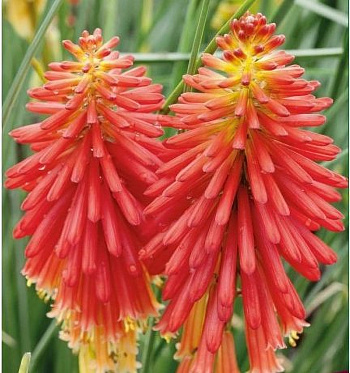 Книфофия гибридная Сафранвогель