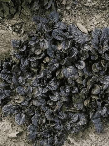 Живучка ползучая Black Scallop