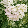 Гортензия дуболистная Applause