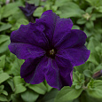 Петуния грандифлора Дувет Блю Петуния грандифлора Дувет Блю