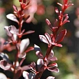 Барбарис Тунберга Pygmy Ruby