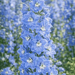 Дельфиниум  культурный M.F. Mid Blue with White Bee