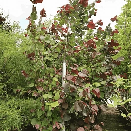 Фундук Rote Zellernoot