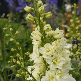 Дельфиниум  культурный Sherbet Lemon