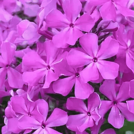 Флокс метельчатый Морская Звезда