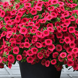 Калибрахоа Cabaret Dark Rose (кашпо)