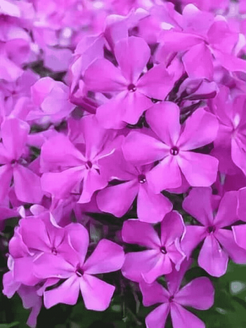 Флокс метельчатый Морская Звезда