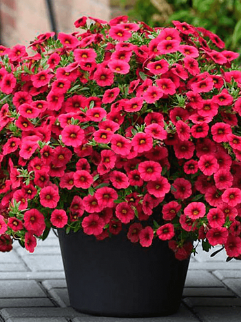 Калибрахоа Cabaret Dark Rose (кашпо)