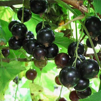 Смородина черная Вологда