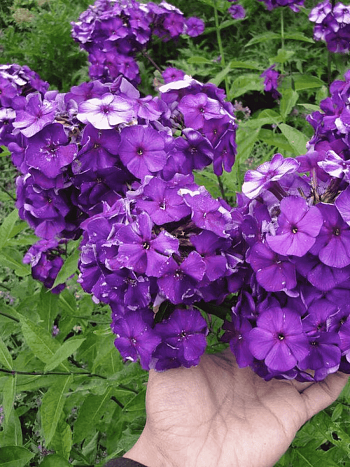 Флокс метельчатый Nicky