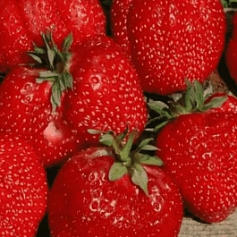 Земляника садовая Гигантелла