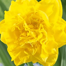 Нарцисс Eastertide