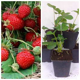 Земляника садовая Кокинская ранняя НАБОР 5ШТ