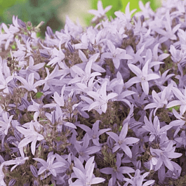 Колокольчик Пожарского Lisduggan Variety