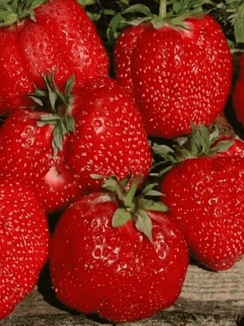 Земляника садовая Гигантелла