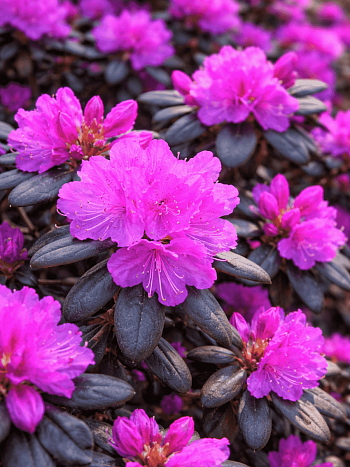 Рододендрон гибридный P.J.M. Elite