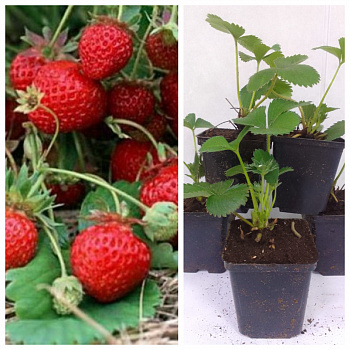 Земляника садовая Кокинская ранняя НАБОР 5ШТ Земляника садовая Кокинская ранняя НАБОР 5ШТ