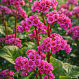 Бадан сердцелистный Winterglut