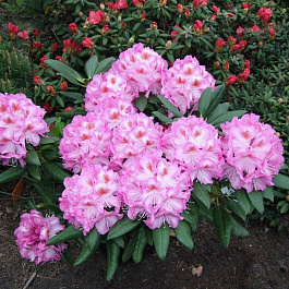 Рододендрон гибридный Казимир Одновичел