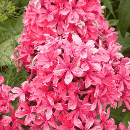 Флокс метельчатый Cleopatra