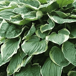 Хоста Christmas Tree