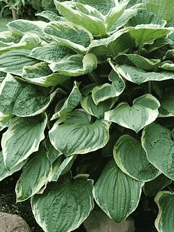 Хоста Christmas Tree