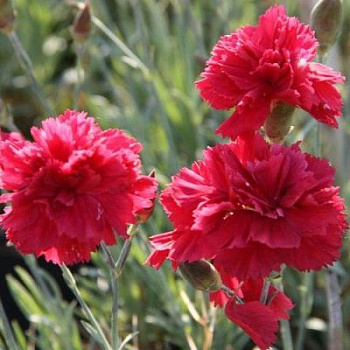 Гвоздика перистая Манот