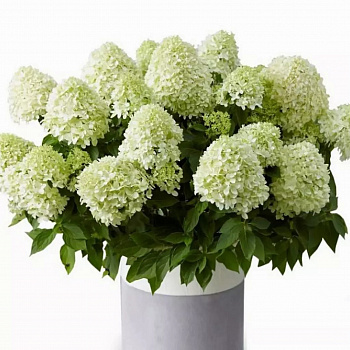 Гортензия метельчатая Литтл Спуки (Патио)