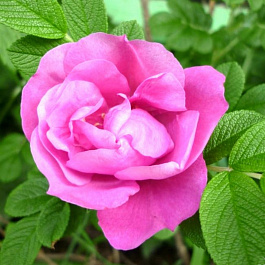 Роза канадская парковая Чарльз Альбанель Роза канадская парковая Чарльз Альбанель