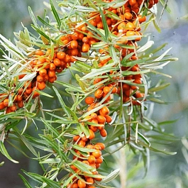 Облепиха Ароматная