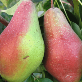 Груша Яковлевская