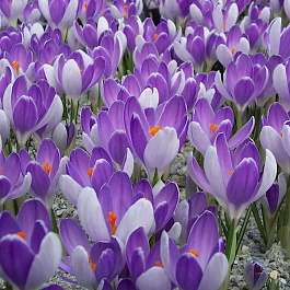 Крокус крупноцветковый Вангард