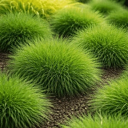 Овсяница Гаутера Pic Carlit