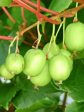 Актинидия коломикта Лакомка