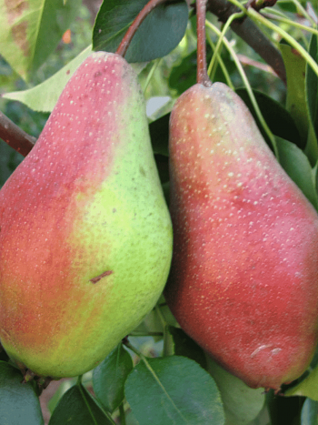 Груша Яковлевская