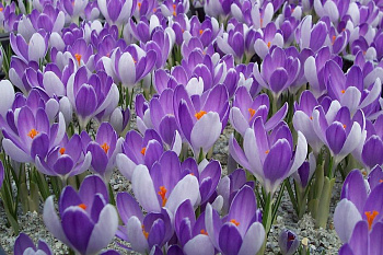 Крокус крупноцветковый Вангард