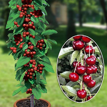 Вишня пирамидальная Восторг