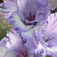 Гладиолус Sweet Blue
