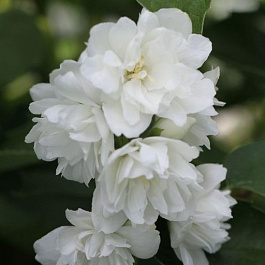 Жасмин садовый Мажори