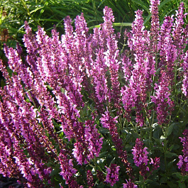 Сальвия дубравная Роуз Квин