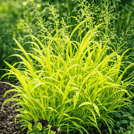 Бор развесистый Aureum